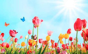 Aproveite a Primavera: conheça o significado, as energias benéficas e simpatias!