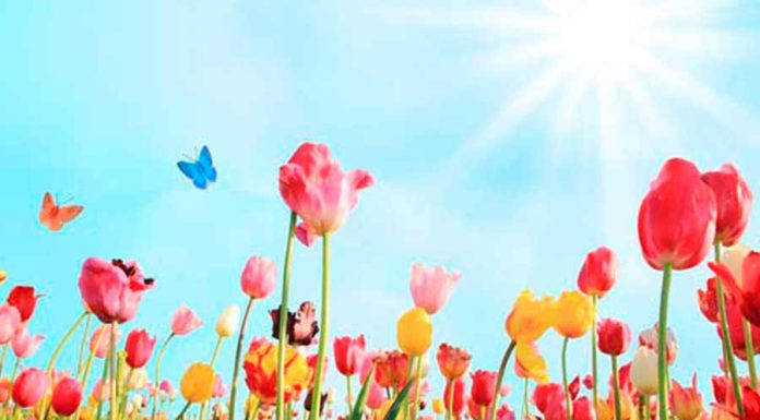 Aproveite a Primavera: conheça o significado, as energias benéficas e simpatias!