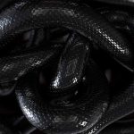 O que Significa Sonhar com Cobra