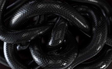 O que Significa Sonhar com Cobra