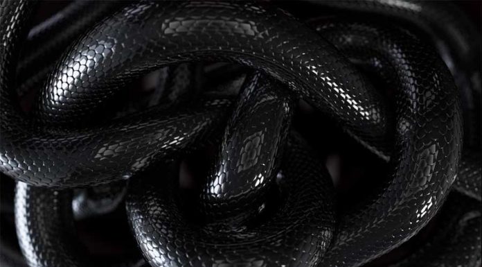 O que Significa Sonhar com Cobra