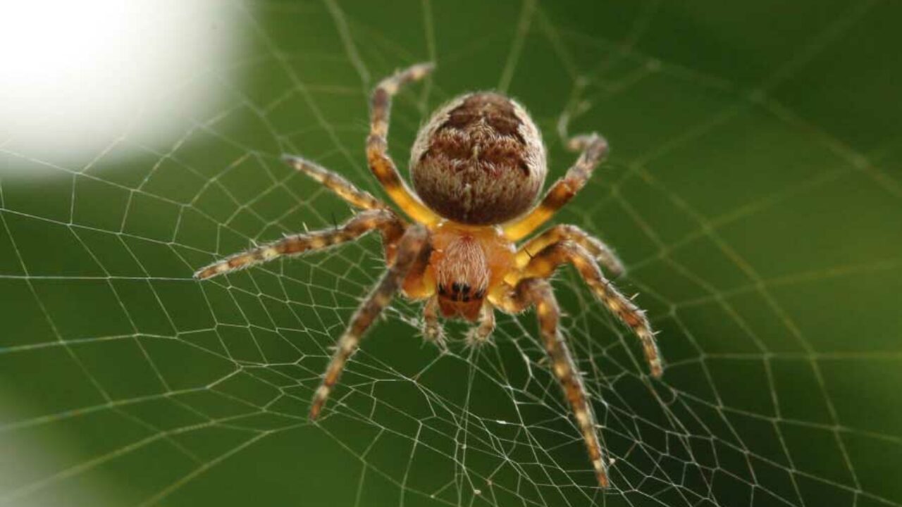 Sonhar com aranha: significado do sonho