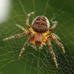 O que Significa Sonhar com Aranha