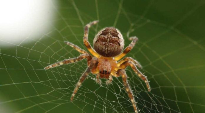 O que Significa Sonhar com Aranha