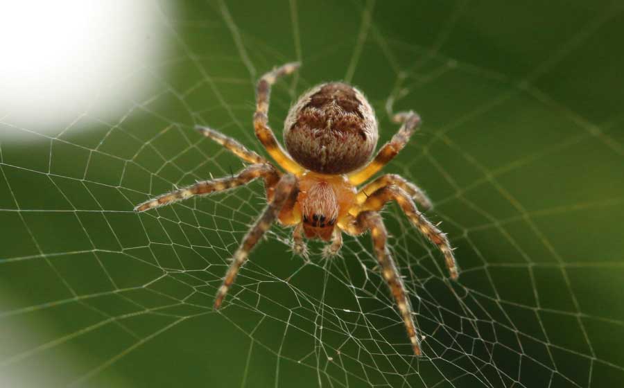 Sonhar Com Aranha - Descubra O Que Significa