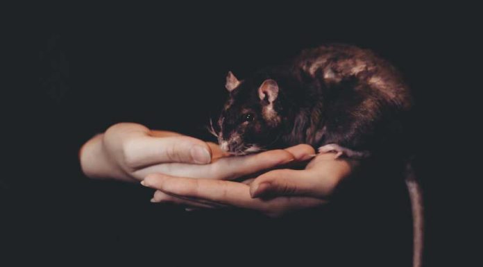 Sonhar com rato é bom? Quais são os possíveis significados?