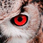 O Significado do Xamanismo – O Poder Dos Espíritos