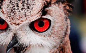 O Significado do Xamanismo – O Poder Dos Espíritos