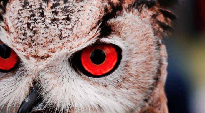 O Significado do Xamanismo – O Poder Dos Espíritos