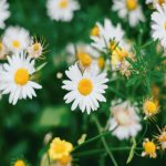 Saiba tudo sobre os Florais de Bach Bach florais