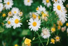 Saiba tudo sobre os Florais de Bach Bach florais