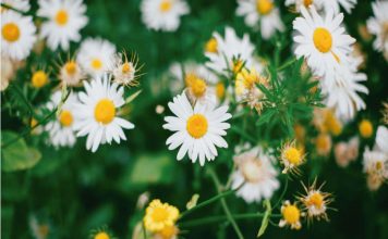 Saiba tudo sobre os Florais de Bach Bach florais