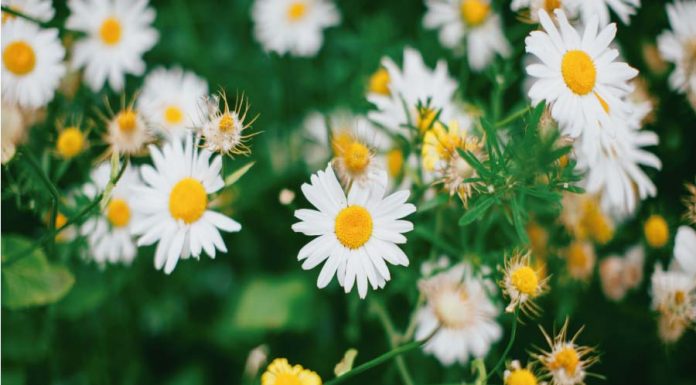 Saiba tudo sobre os Florais de Bach Bach florais