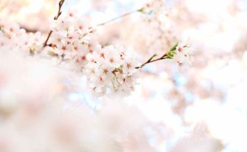 Saiba tudo sobre o Floral Rescue