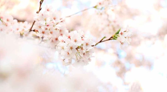 Saiba tudo sobre o Floral Rescue