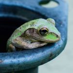 Veja aqui o que significa sonhar com sapo Significado de Sonhar com Sapo