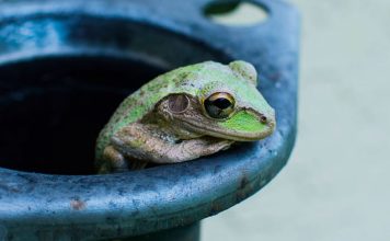 Veja aqui o que significa sonhar com sapo Significado de Sonhar com Sapo