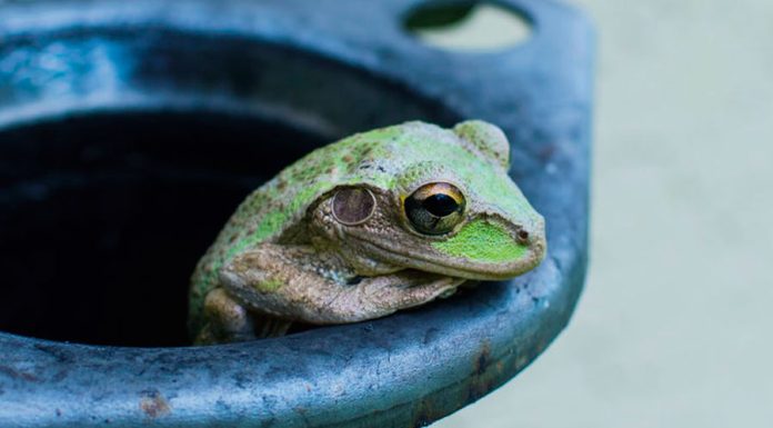 Veja aqui o que significa sonhar com sapo Significado de Sonhar com Sapo
