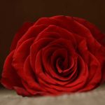 Simpatia cigana para o amor e oração cigana para o amor