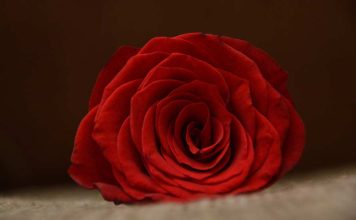 Simpatia cigana para o amor e oração cigana para o amor