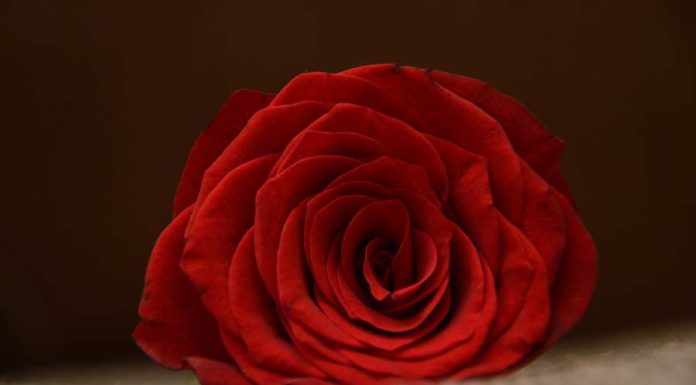 Simpatia cigana para o amor e oração cigana para o amor