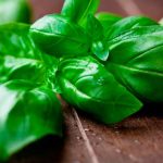 Poderosos Banhos com o uso do Manjericão