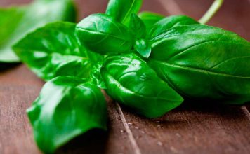 Poderosos Banhos com o uso do Manjericão