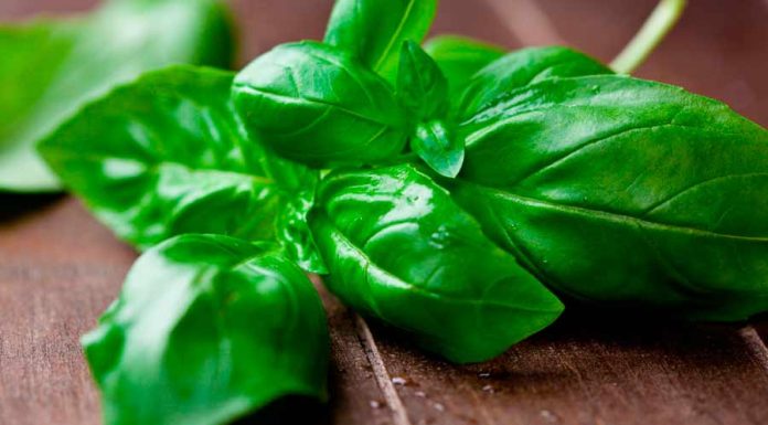 Poderosos Banhos com o uso do Manjericão