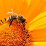 Os Significados de Sonhar com Abelha