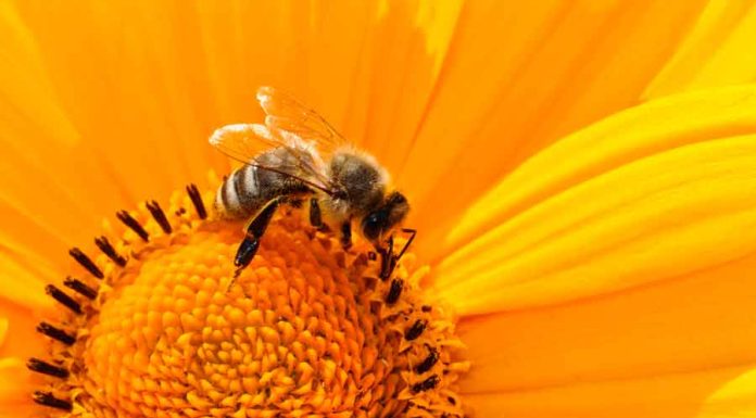 Os Significados de Sonhar com Abelha