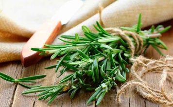 Banhos de Alecrim Para Relaxar e Trazer Boas Energias