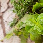 Conheça o Poder do Boldo nos Banhos de Descarrego banho com boldo