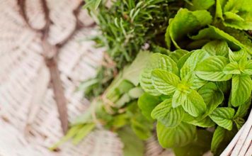Conheça o Poder do Boldo nos Banhos de Descarrego banho com boldo