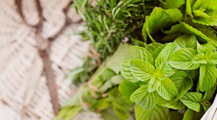 Conheça o Poder do Boldo nos Banhos de Descarrego banho com boldo