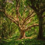 Madeiras para Varinha Mágica – Wicca madeira de varinha