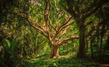 Madeiras para Varinha Mágica – Wicca madeira de varinha