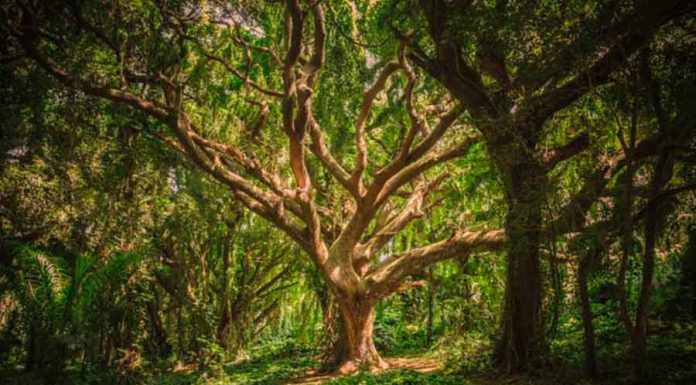 Madeiras para Varinha Mágica – Wicca madeira de varinha