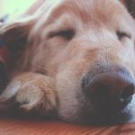 O Que Significa Sonhar Com Cachorro? sonho com cachorro