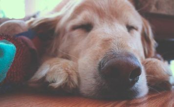 O Que Significa Sonhar Com Cachorro? sonho com cachorro