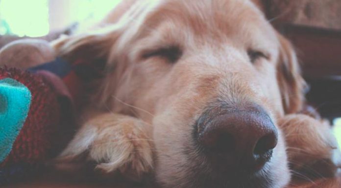 O Que Significa Sonhar Com Cachorro? sonho com cachorro