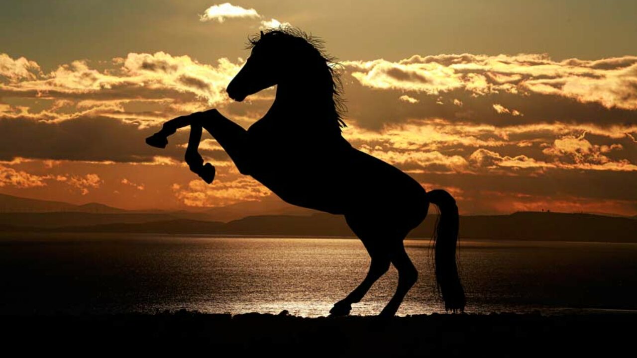 Sonhar com Cavalo Preto: Desvendando o Mistério!