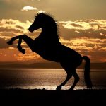 Conheça o que significa Sonhar com Cavalo
