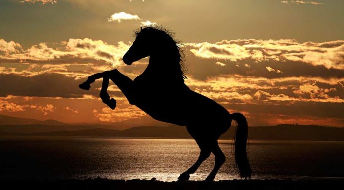 Conheça o que significa Sonhar com Cavalo