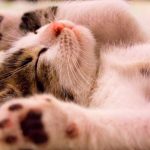 O Que Significa Sonhar Com Gato? sonho com gato