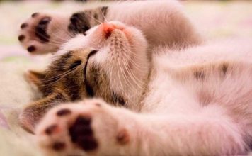 O Que Significa Sonhar Com Gato? sonho com gato