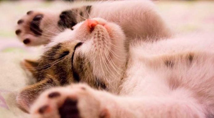 O Que Significa Sonhar Com Gato? sonho com gato