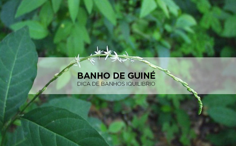 banho com guiné