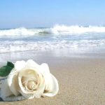 Gostaria de Mais Proteção e Realizações? Conheça aqui o Banho, Simpatia e Ervas de Iemanjá! simpatia para iemanjá