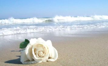 Gostaria de Mais Proteção e Realizações? Conheça aqui o Banho, Simpatia e Ervas de Iemanjá! simpatia para iemanjá