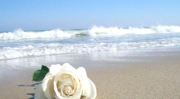 Gostaria de Mais Proteção e Realizações? Conheça aqui o Banho, Simpatia e Ervas de Iemanjá! simpatia para iemanjá